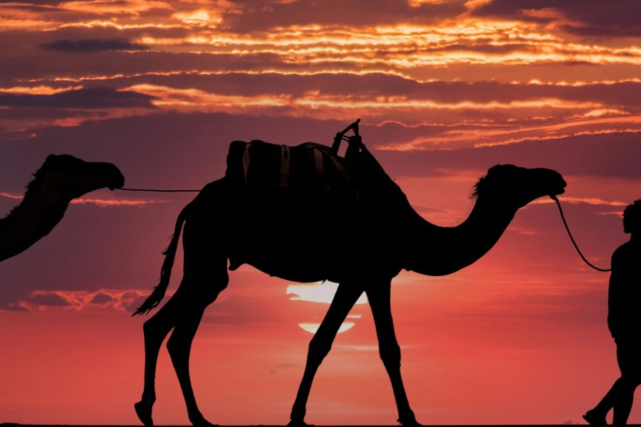 Camel Safari : Explore the Desert in Style!