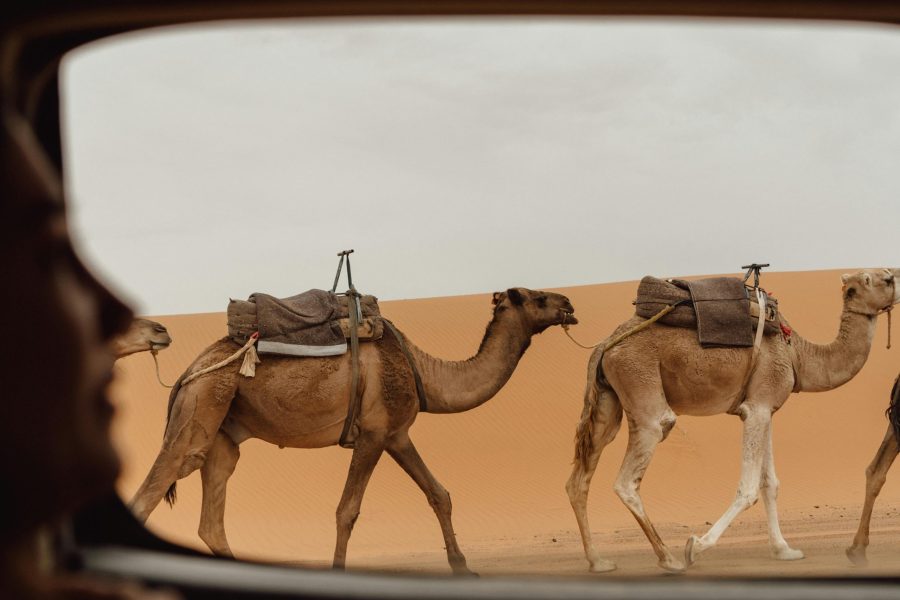 8-Day Morocco Desert Tour with Camel Trekking: Explore the Sahara and Majestic Dunes